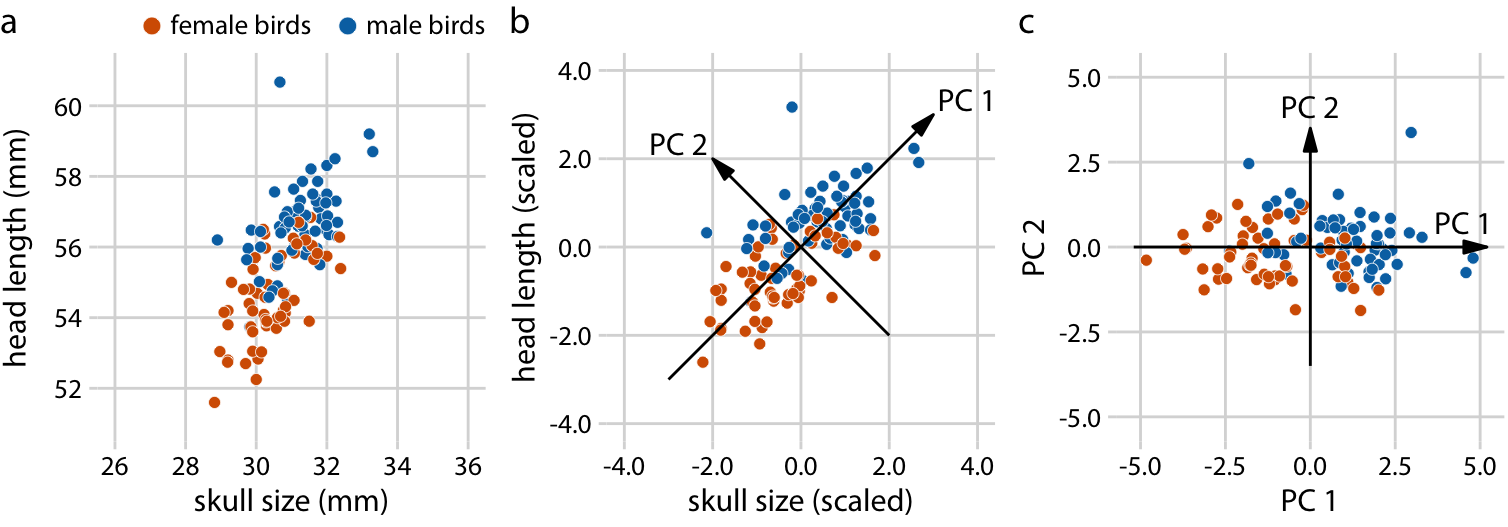 Example principal components (PC) analysis in two dimensions. (a) The original data. As example data, I am using the head-length and skull-size measurements from the blue jays dataset. Female and male birds are distinguished by color, but this distinction has no effect on the PC analysis. (b) As the first step in PCA, we scale the original data values to zero mean and unit variance. We then we define new variables (the principal components, PCs) along the directions of maximum variation in the data. (c) Finally, we project the data into the new coordinates. Mathematically, this projection is equivalent to a rotation of the data points around the origin. In the 2D example shown here, the data points are rotated clockwise by 45 degrees.